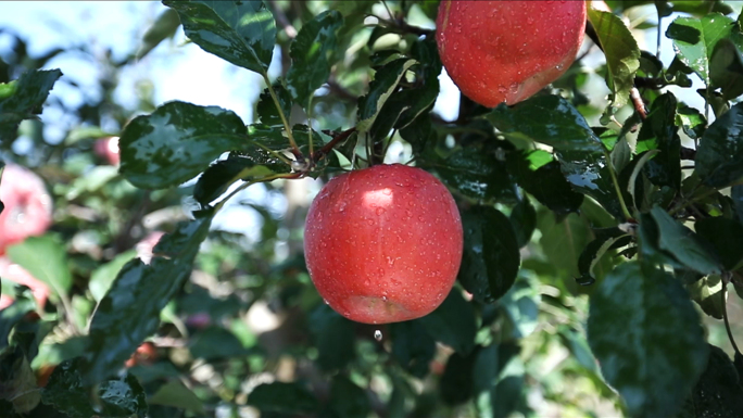 苹果-红富士-片红-条红-糖心果-老农民