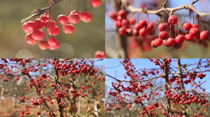 山荆子朱砂