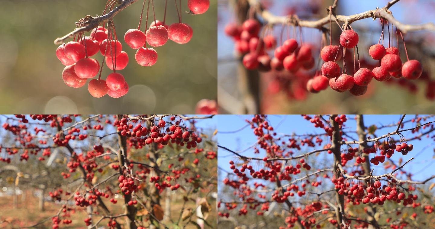 山荆子朱砂