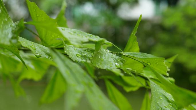 唯美下雨天树叶雨伞4k实拍视频素材