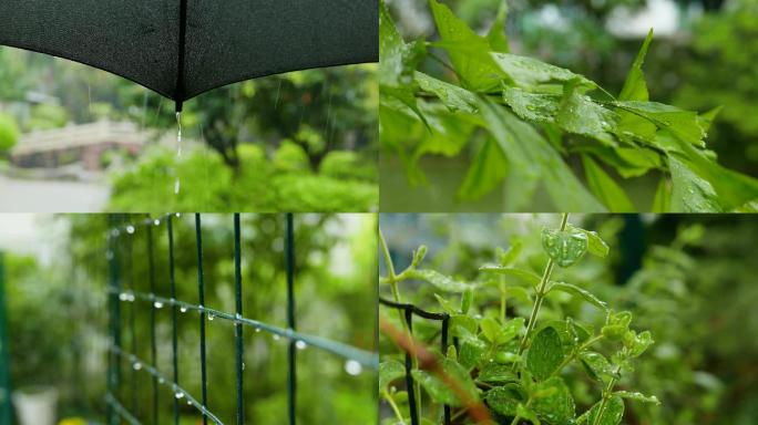 唯美下雨天树叶雨伞4k实拍视频素材