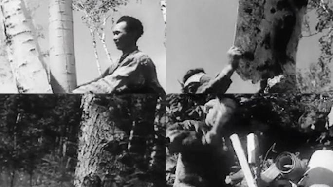 桦皮船 树皮伐 60年代