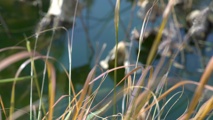 城市秋天，唯美伤感秋景视频