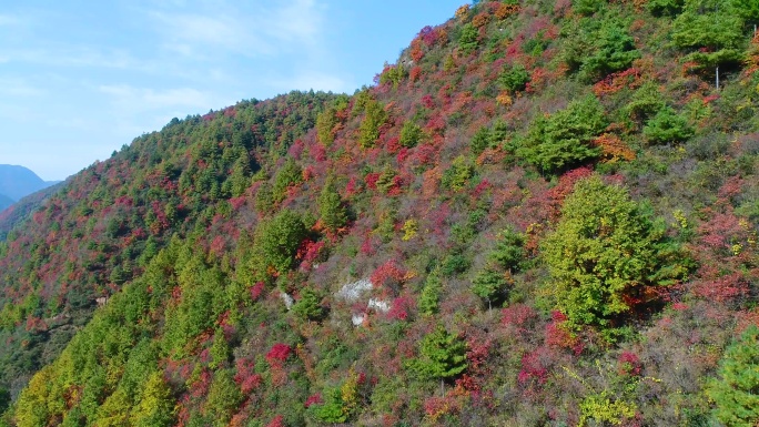 秋天秦岭枫叶航拍