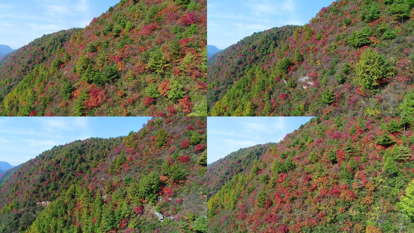 秋天秦岭枫叶航拍