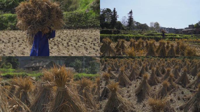 水稻丰收收割水稻乡村稻田农村田地农民干活