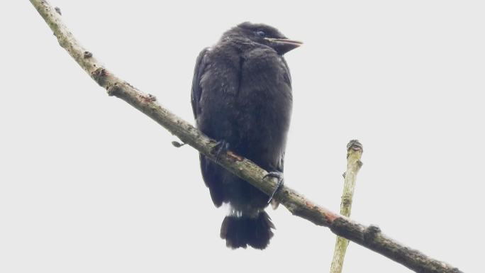 大雨中出窝的黑卷尾幼鸟，正等着鸟爸鸟妈喂