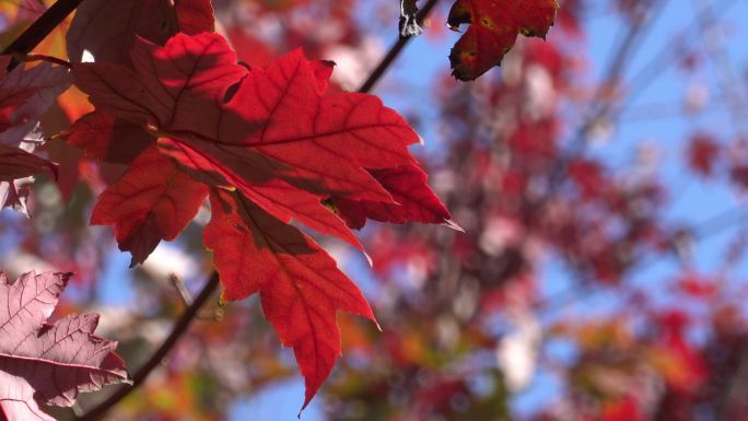 秋季风光蓝天下的红叶4K视频