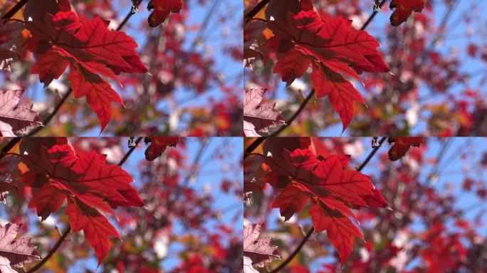 秋季风光蓝天下的红叶4K视频