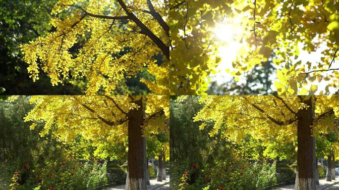 秋天，逆光唯美，银杏叶，清华校园，阳光