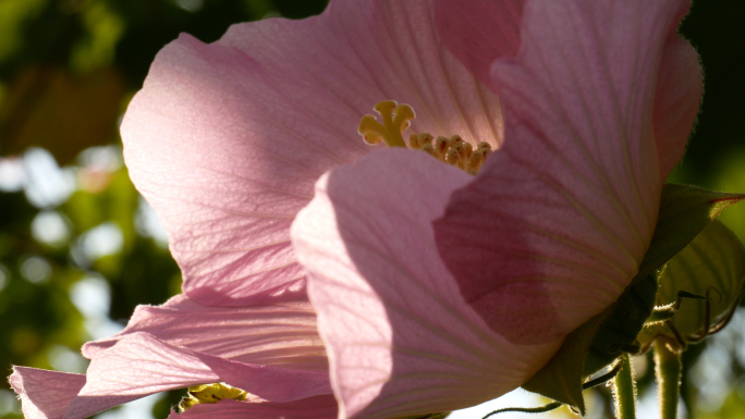 芙蓉花 木莲