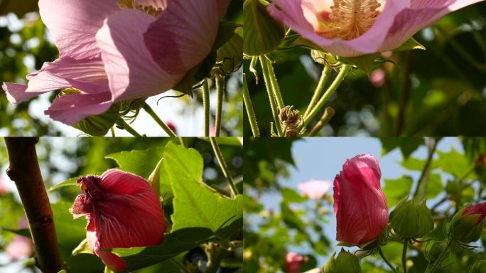 芙蓉花 木莲