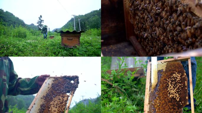 蜜蜂蜂蜜合集