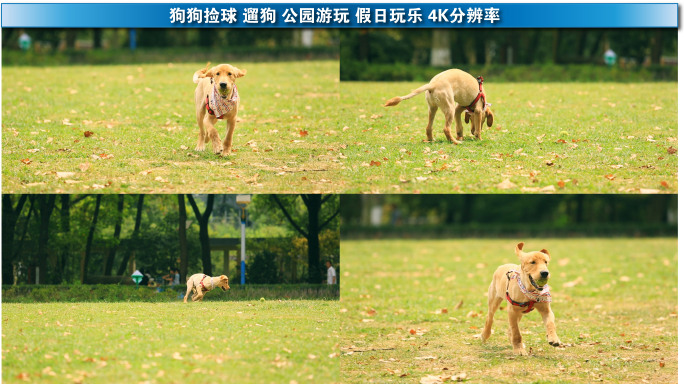 狗狗捡球玩耍公园游玩节假日