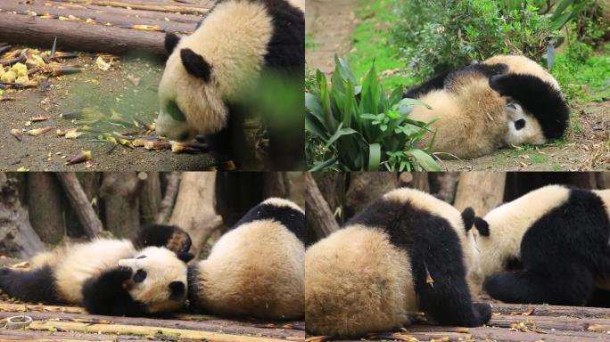 近距离实拍大熊猫