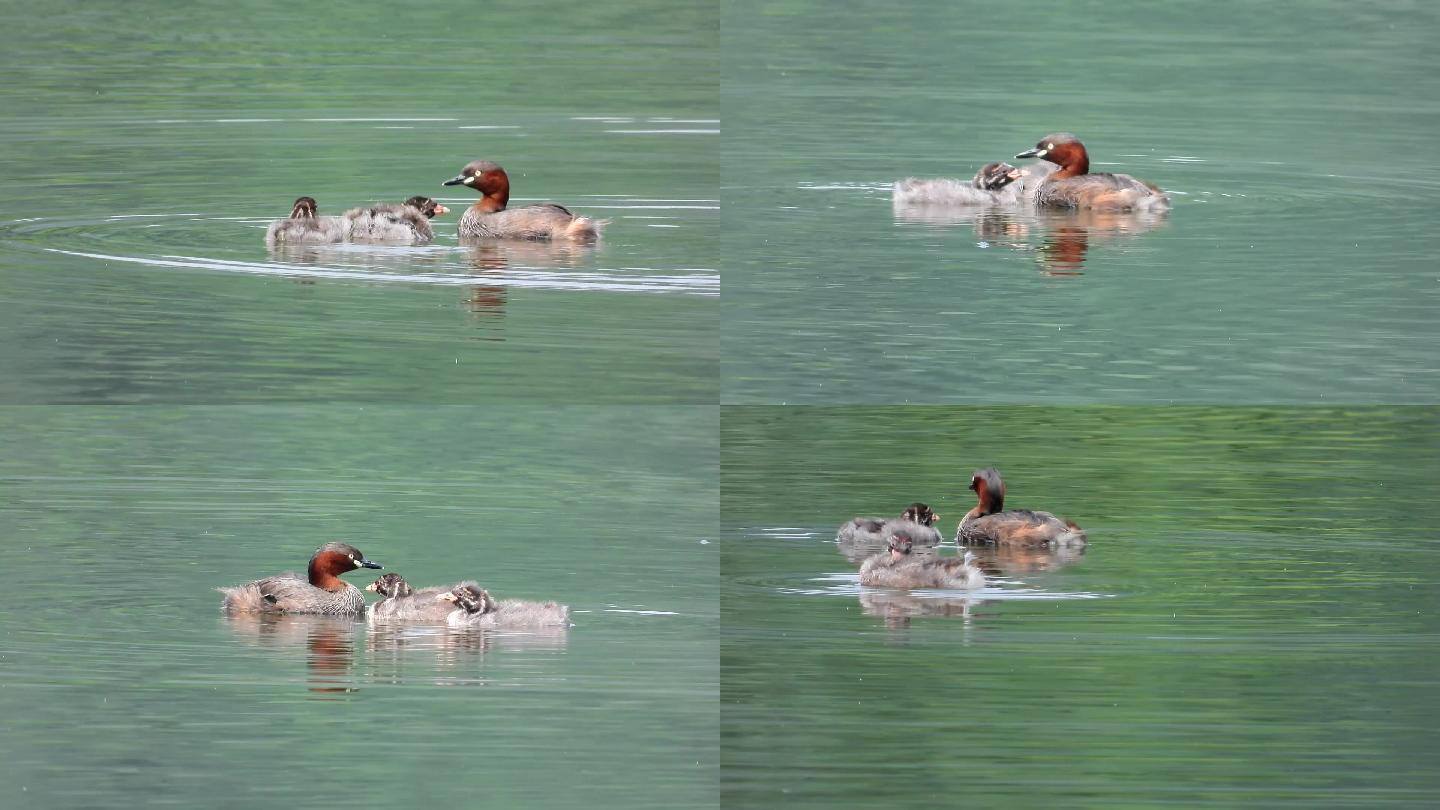 荷塘鸟语花香，小鷿鷈鸟妈妈带一对幼鸟在水