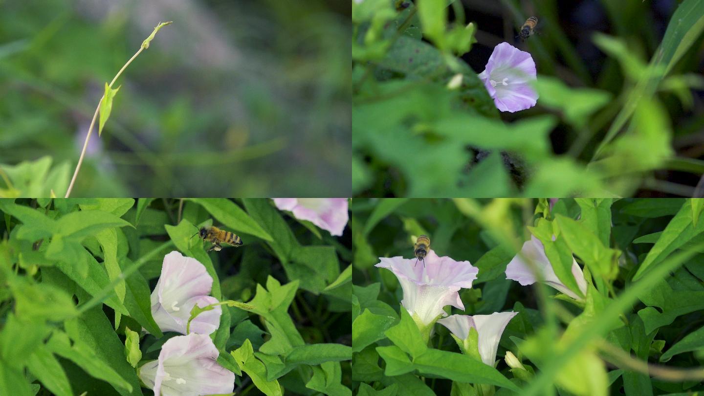 田园生活之蜜蜂牵牛花