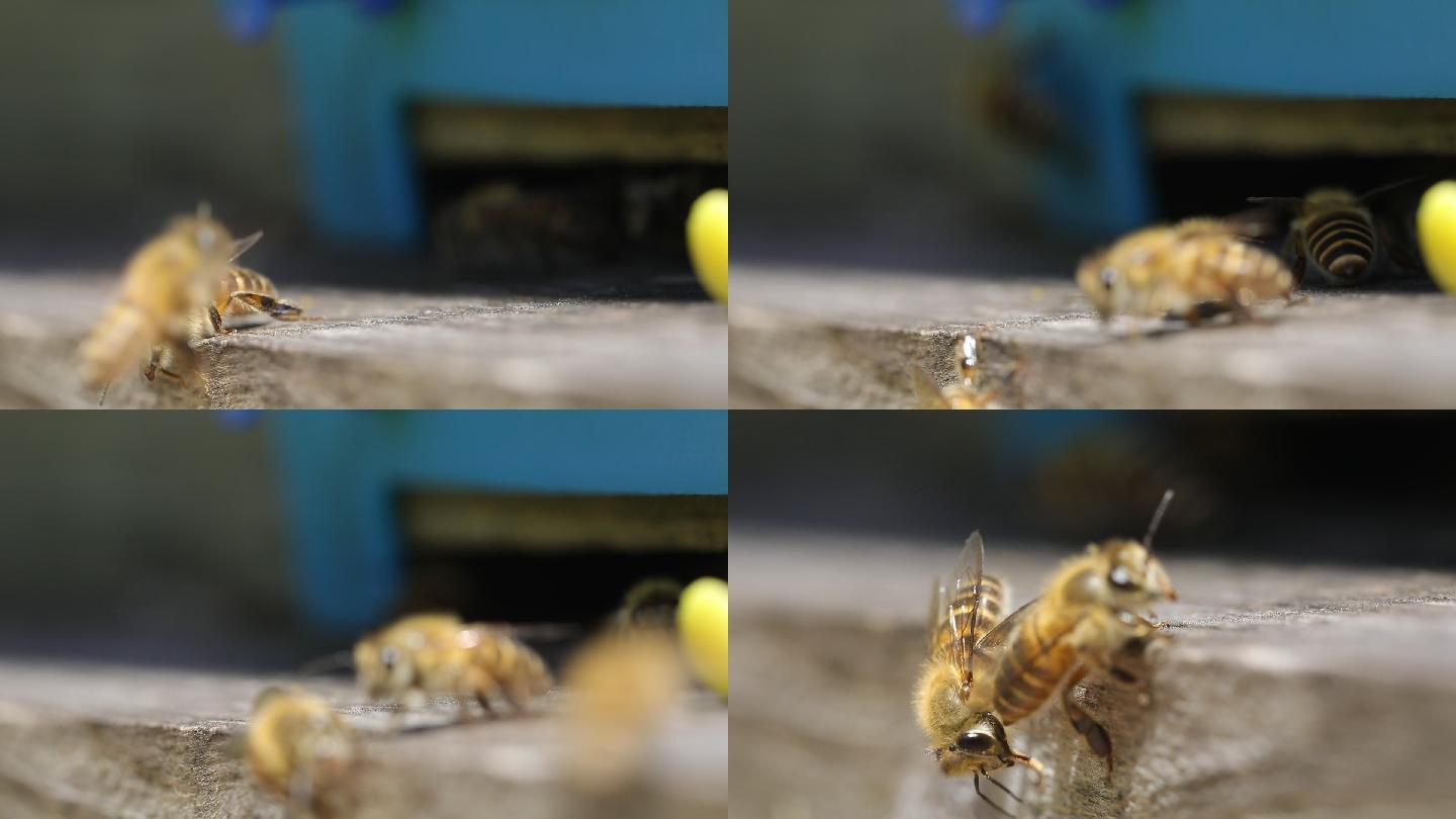 蜂箱蜜蜂