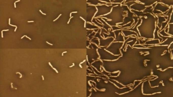 乳酸菌、调节肠道菌群