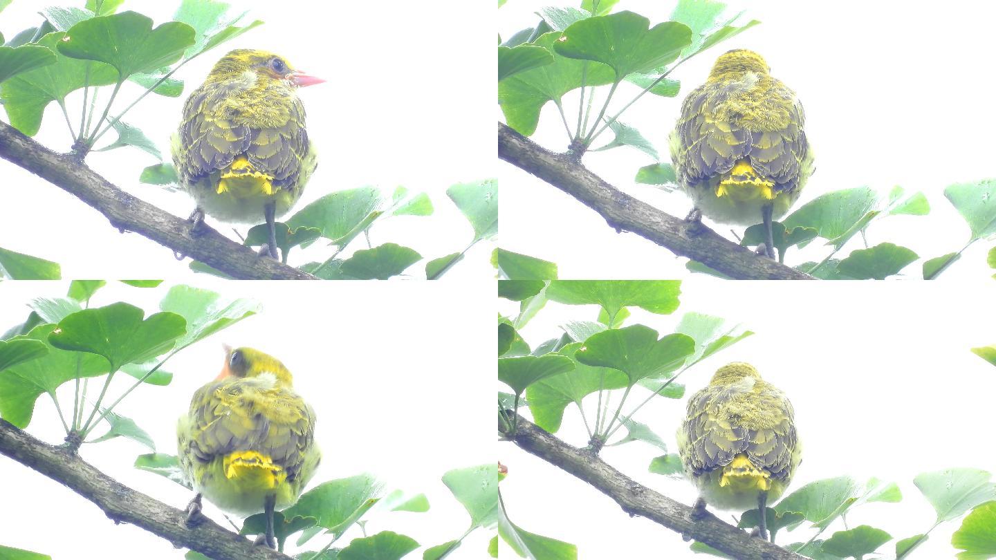 出窝的黄鹂鸟幼鸟，幼鸟叫声