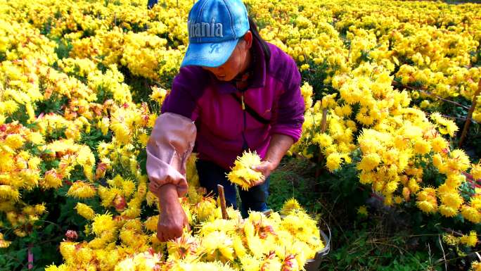 金丝皇菊4K实拍