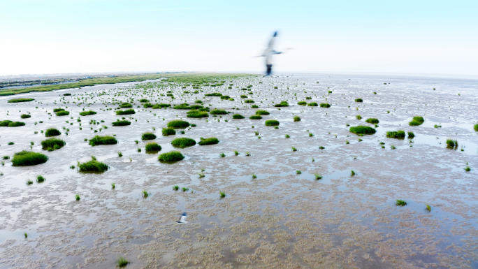 【4K】航拍滩涂湿地候鸟飞翔震撼