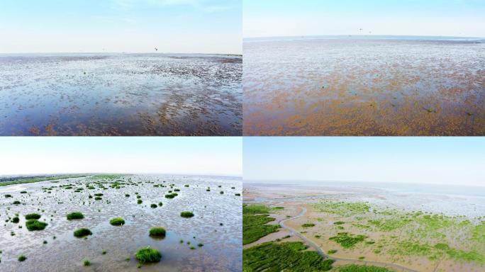 【4K】航拍滩涂湿地候鸟飞翔震撼