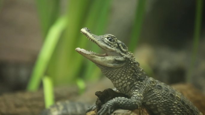 鳄鱼扬子鳄