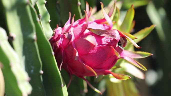 海南乐东火龙果种植基地