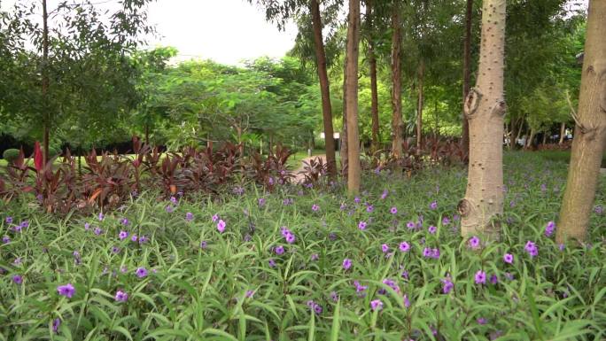 微风花园树木花圃景观绿化公园