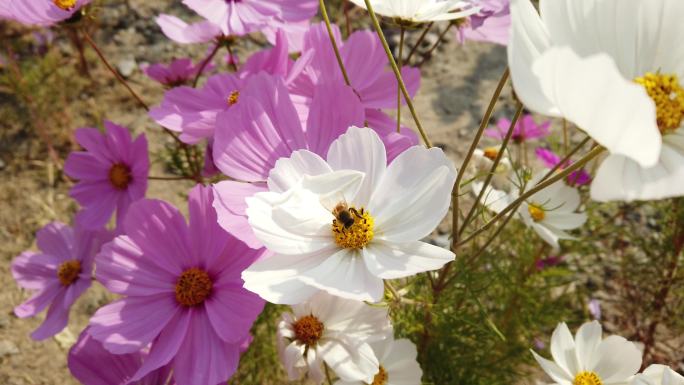 格桑花蜜蜂采蜜