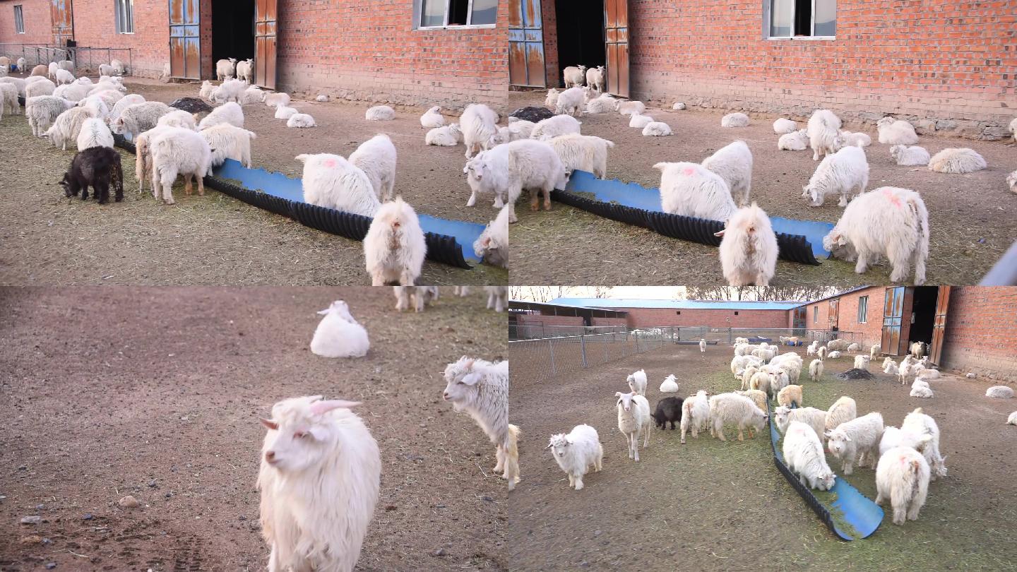 一群小羊羔等妈妈回来