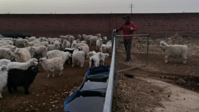 山羊群和山羊羔