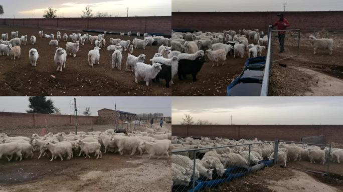 山羊群和山羊羔