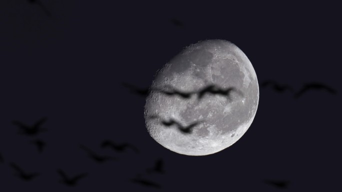 夜晚月亮飞鸟蝙蝠剪影