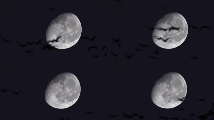 夜晚月亮飞鸟蝙蝠剪影