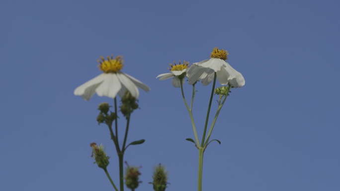 白色野花白舌紫菀植物花草HLG