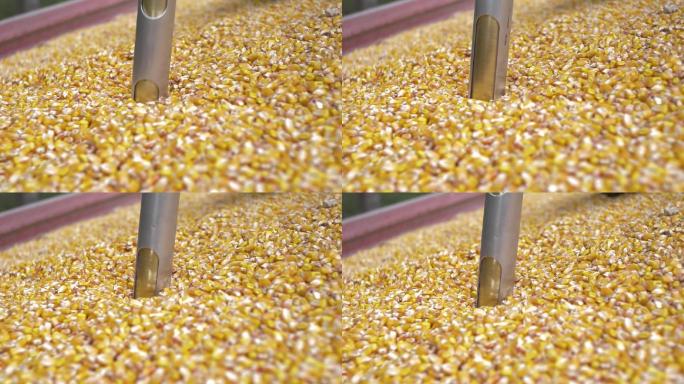 玉米粒机器设备取样检测培养研究