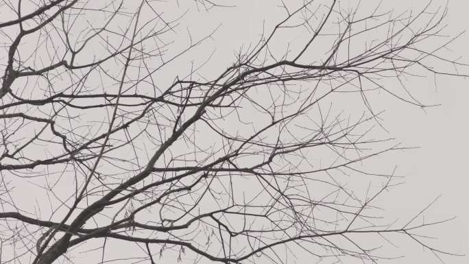 4k冬天萧瑟的枯树树枝空镜头