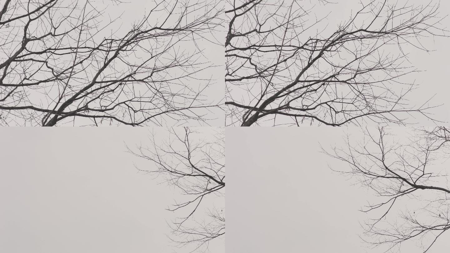 4k冬天萧瑟的枯树树枝空镜头