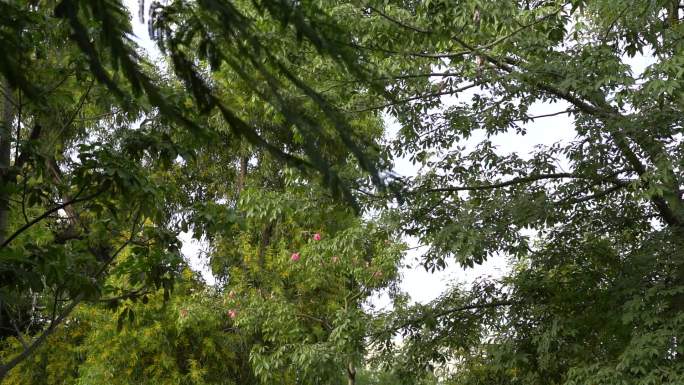 微风天空树木蓝天白云景观绿化
