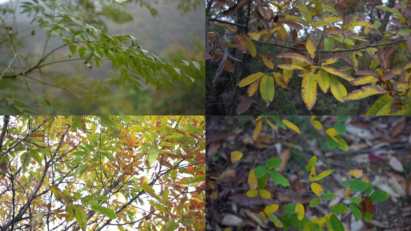 枯黄凋零的深秋树叶