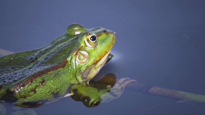 夏日池塘青蛙绿色益虫浮藻