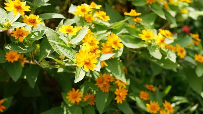 公园植物花卉太阳花树木4K高清