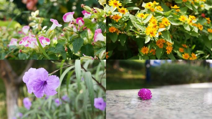 公园植物花卉太阳花树木4K高清