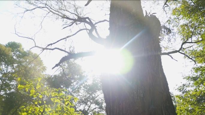 日落老树夕阳洒下林间大树枝头阳光