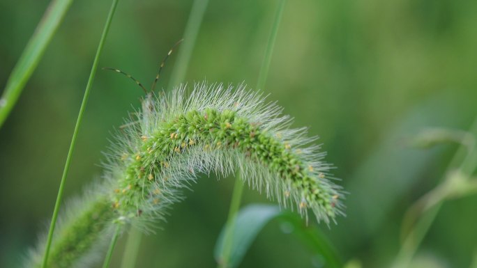 田园生活之狗尾草