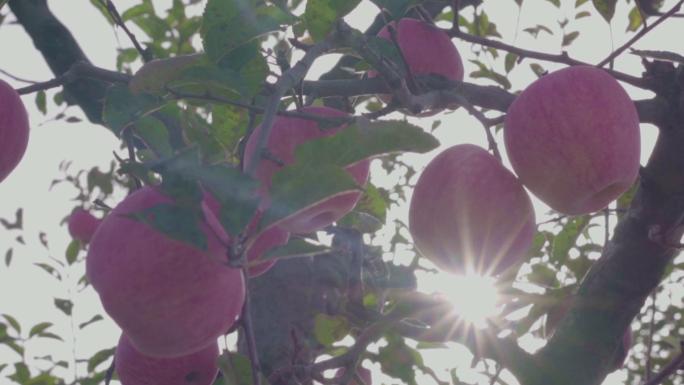 高清实拍清晨阳光下的苹果园