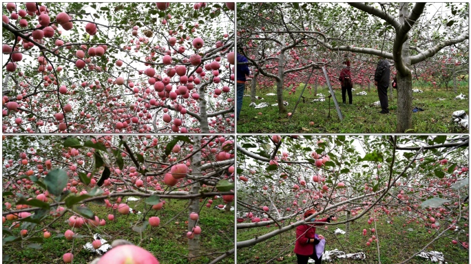 陕西红富士苹果成熟新鲜采摘装运4K实拍素