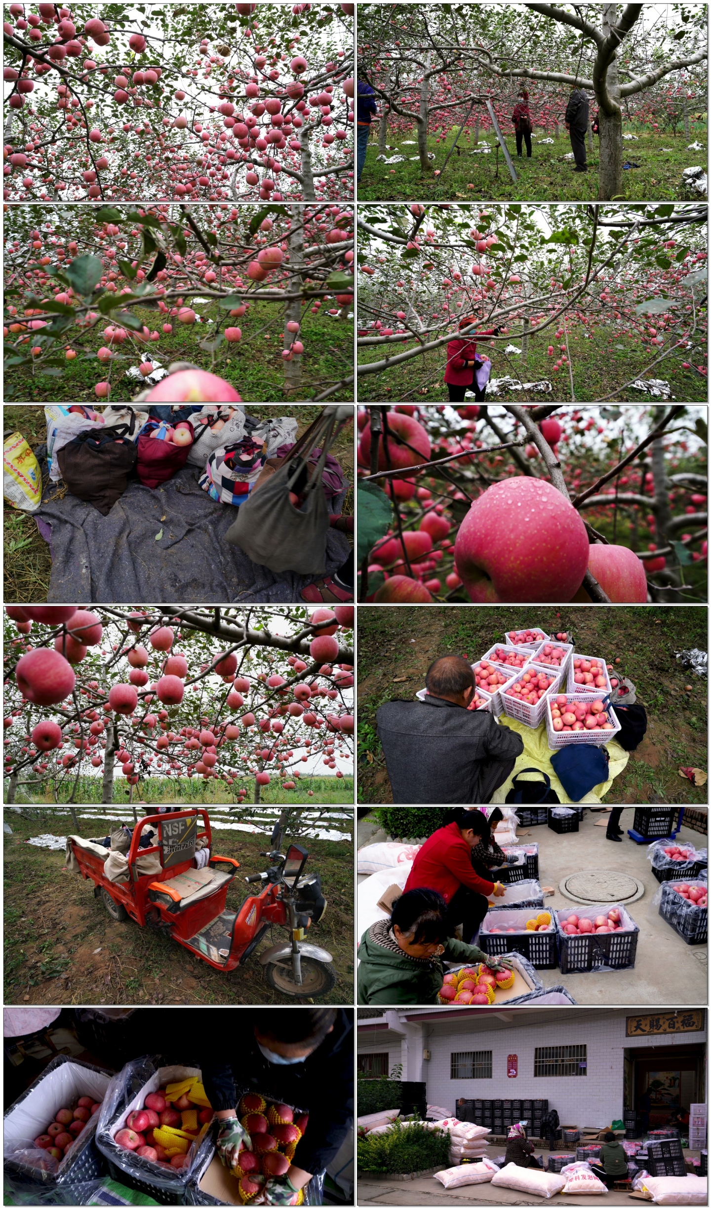陕西红富士苹果成熟新鲜采摘装运4K实拍素